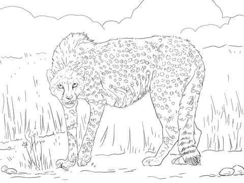 Asiatic Cheetah Coloring Page